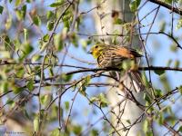 Geelgors  20230608  Broskens