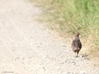 Patrijs  20230608  Broskens