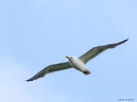 Zilvermeeuw  20230525  Pannenhoef