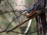 Boomklever  20230404  Hazenmeren