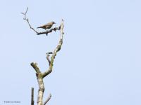 Boompieper  20230522  Regte Heide