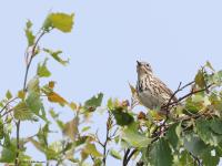 Boompieper  20230522  Regte Heide