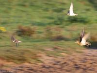 Goudplevier  20120721  Hogerwaardpolder