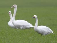 Kleine zwaan  20231215  Pannenhoef