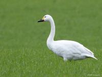 Kleine zwaan  20231215  Pannenhoef