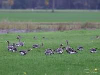 Kolgans  20231101  Matjens