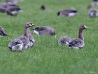 Kolgans  20231101  Matjens