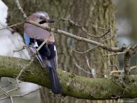 Gaai  20240123  Pannenhoef