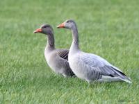 Grauwe gans  20231228  Rondgors