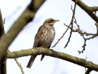 Koperwiek  20240123  Pannenhoef