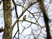 Koperwiek  20240123  Pannenhoef