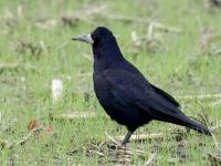 Roek  20221206  Condors Fluxys