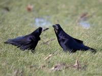 Roek  20240124  Condors Fluxys