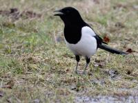 Ekster  20240113  Leemkuilen