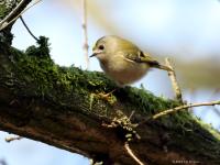 Goudhaan  20240127  Pannenhoef