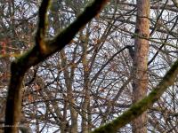 Zwarte specht  20240307  Pannenhoef