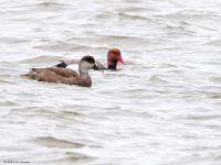 Krooneend  20240411  Markiezaatsmeer