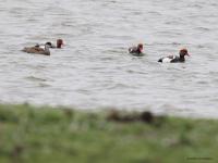 Krooneend  20240411  Markiezaatsmeer