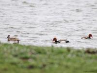 Krooneend  20240411  Markiezaatsmeer