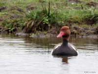 Krooneend  20240411  Markiezaatsmeer