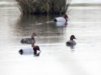 Tafeleend  20240413  Noordpolder Calfven