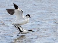 Kluut  20240428  Schakerloopolder