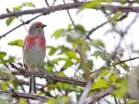 Kneu  20240418  Bleke Heide