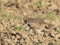 Fazant  20240812  Scherpenisse