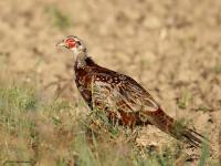 Fazant  20240812  Scherpenisse