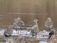 Goudplevier  20240916  Schakerloopolder