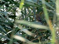 Rietzanger  20240902  Markiezaat