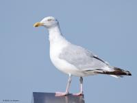 Zilvermeeuw  20240902  Kreekraksluizen