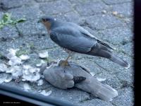 Sperwer  20241011  Tuin