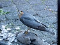 Sperwer  20241011  Tuin