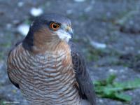 Sperwer  20241011  Tuin