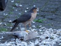 Sperwer  20241011  Tuin