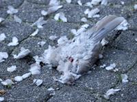 Sperwer  20241011  Tuin