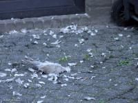 Sperwer  20241011  Tuin