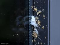 Sperwer  20241011  Tuin