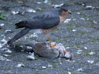 Sperwer  20241012  Tuin