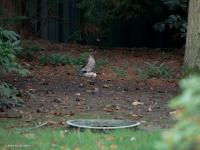 Sperwer  20241012  Tuin