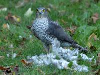Sperwer  20241025  Tuin