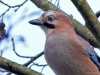 Gaai  20241111  Pannenhoef