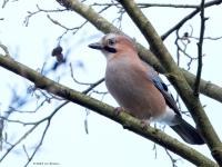 Gaai  20241111  Pannenhoef