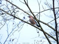 Gaai  20241111  Pannenhoef