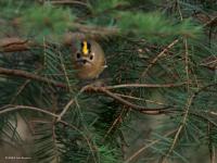 Goudhaan  20241126  Pannenhoef