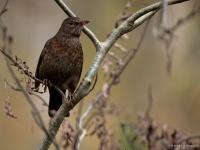 Merel  20241111  Pannenhoef