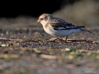 Sneeuwgors  20241130  Oesterdam