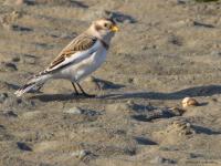 Sneeuwgors  20241130  Oesterdam