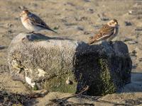 Sneeuwgors  20241130  Oesterdam